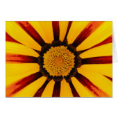 Gazania (Front Horizontal)