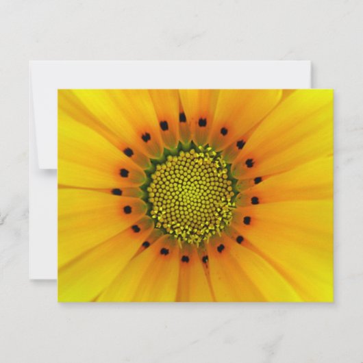 GAZANIA (Front)