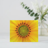 GAZANIA (Standing Front)