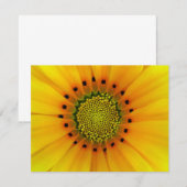 GAZANIA (Front/Back)