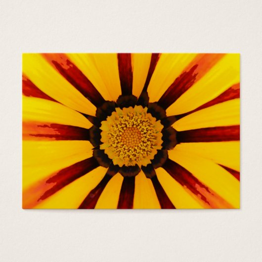 Gazania (Front)