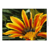 Gazania Bloom (Front Horizontal)