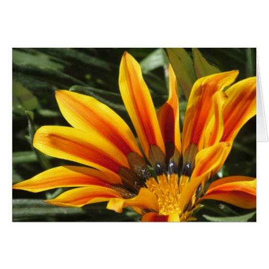 Gazania Bloom Cards (Front Horizontal)
