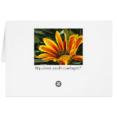 Gazania Bloom Cards (Back Horizontal)
