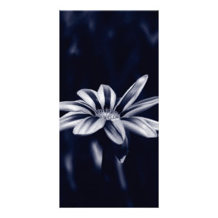 GAZANIA CARD