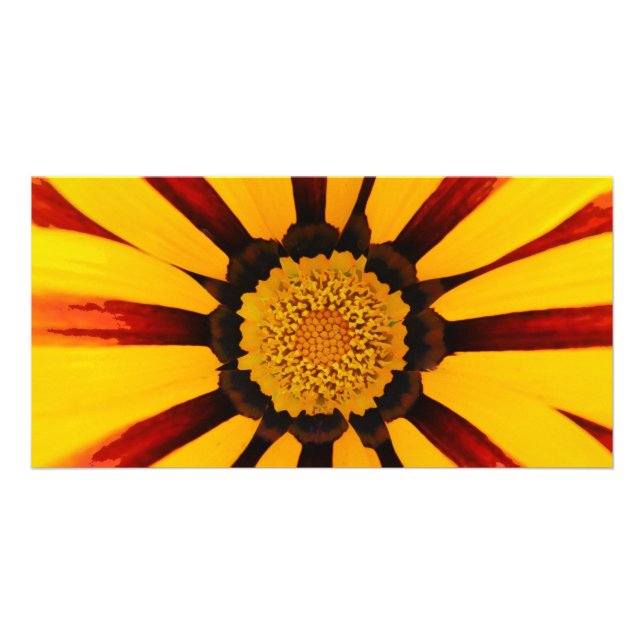 GAZANIA CARD (Front)