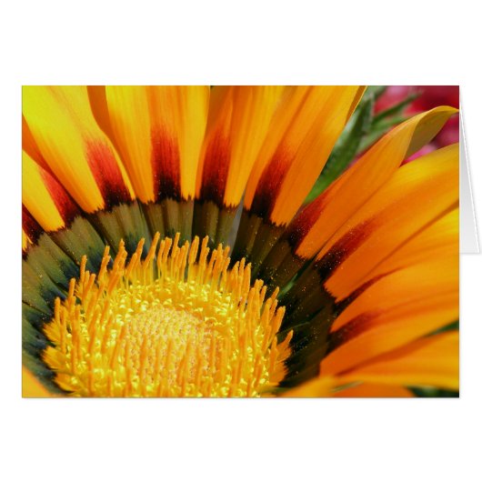 Gazania Cards (Front Horizontal)