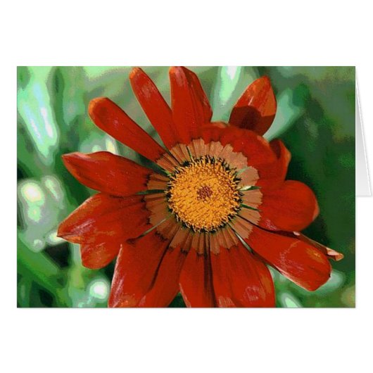 Gazania Cards (Front Horizontal)
