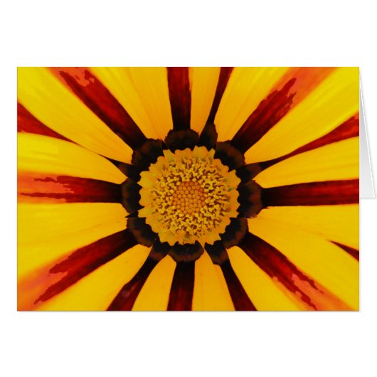 Gazania Cards (Front Horizontal)
