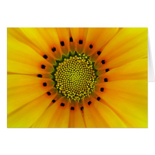 Gazania Cards (Front Horizontal)