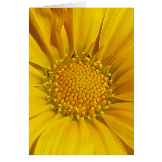 Gazania Cards (Front)