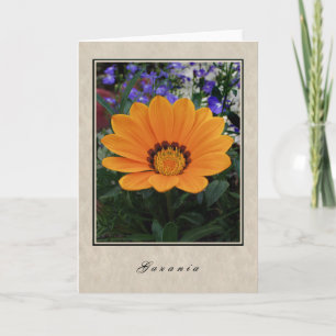 Gazania - Floral Series Card