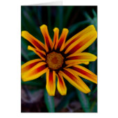 Gazania flower (Front)