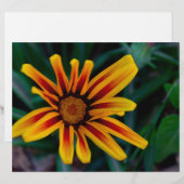 Gazania flower (Front/Back)