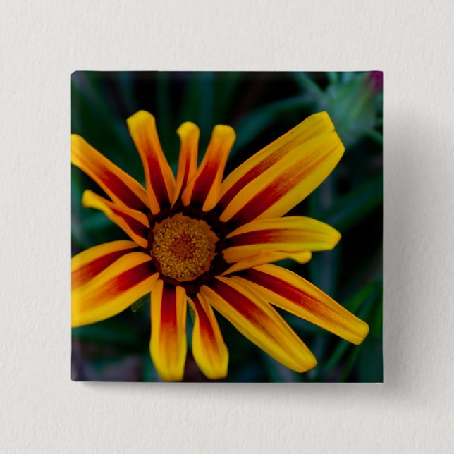 Gazania flower button (Front)