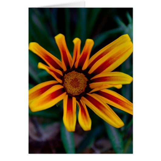 Gazania flower cards (Front)