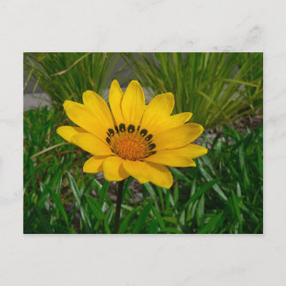 Gazania Flower Postcard