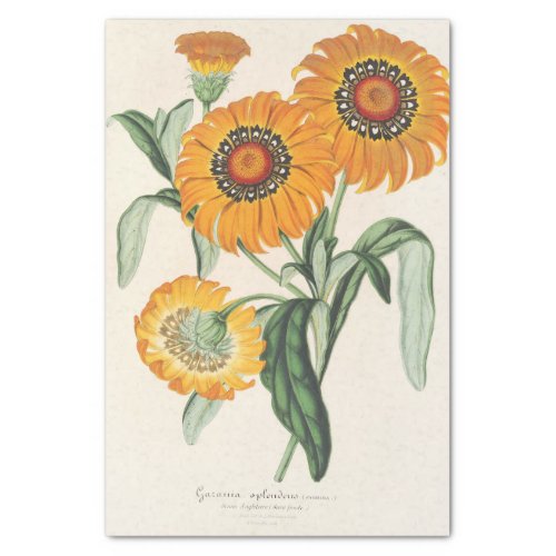 Gazania splendens hybride by Charles Lemaire Tissue Paper