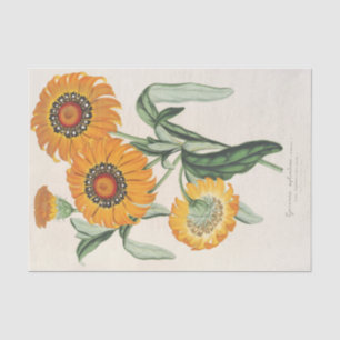 Gazania splendens (hybride) by Charles Lemaire Tissue Paper