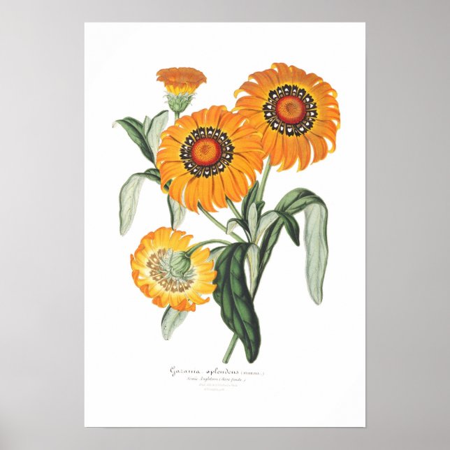 Gazania splendens poster (Front)