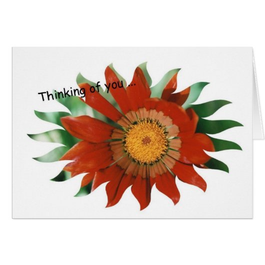 Gazania Sunburst (Front Horizontal)