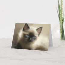 Gaze Of Innocence Siamese Kitten Portrait Card