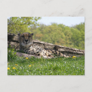 Gaze of the Cat: Cheetah Postcard