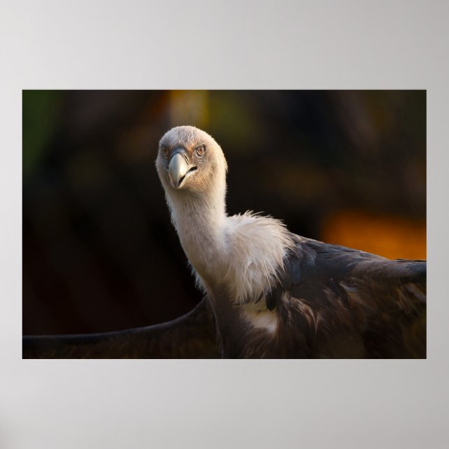 Gaze of the Vulture Poster (Front)