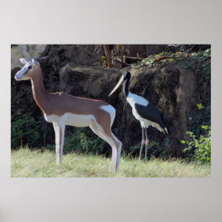 Gazelle and Stork Photo Poster