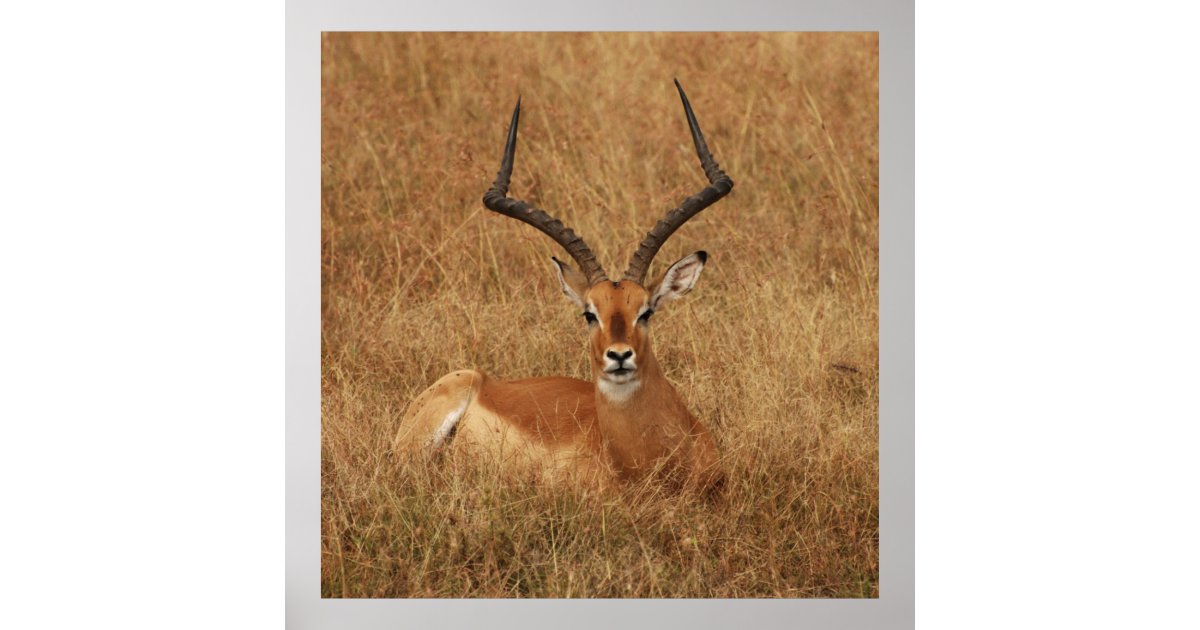 Gazelle Big Horn with Poster | Zazzle