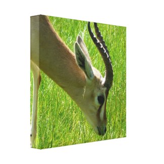 Gazelle Grazing Canvas print