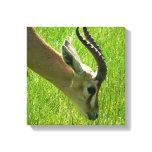 Gazelle Grazing Canvas print