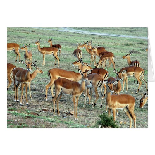 gazelle herd cards (Front Horizontal)