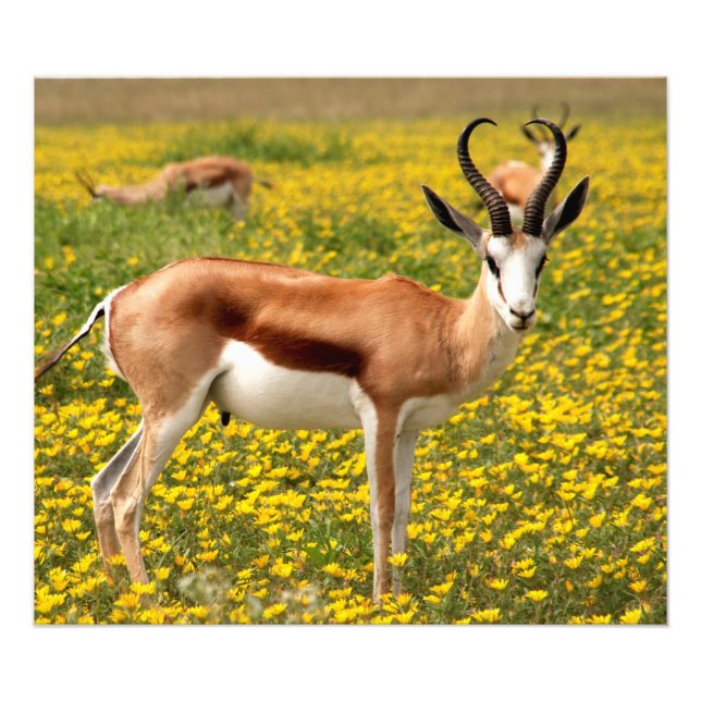 Gazelle in meadow photo print (Front)