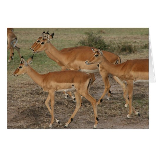 gazelle looks (Front Horizontal)