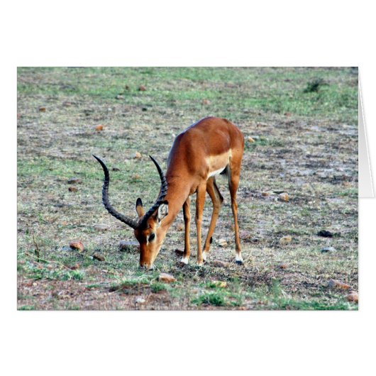 gazelle solo cards (Front Horizontal)