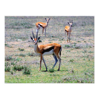 Gazelles on the Plains Photo Print