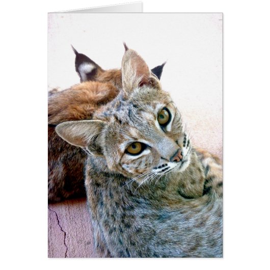 Gazely Stare | Customizable Cards (Front)