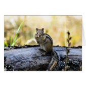 Gazing Chipmunk (Front Horizontal)