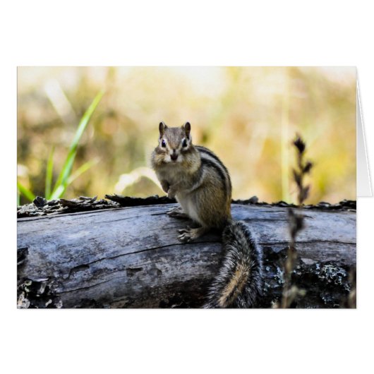 Gazing Chipmunk Cards (Front Horizontal)