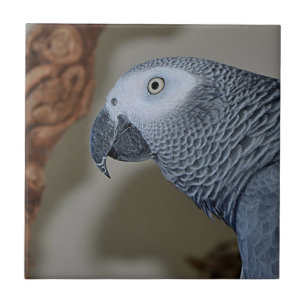 Gazing Congo African Grey Parrot Ceramic Tile