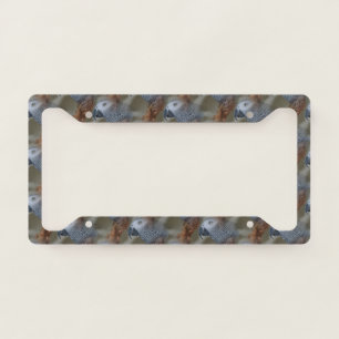 Gazing Congo African Grey Parrot License Plate Frame