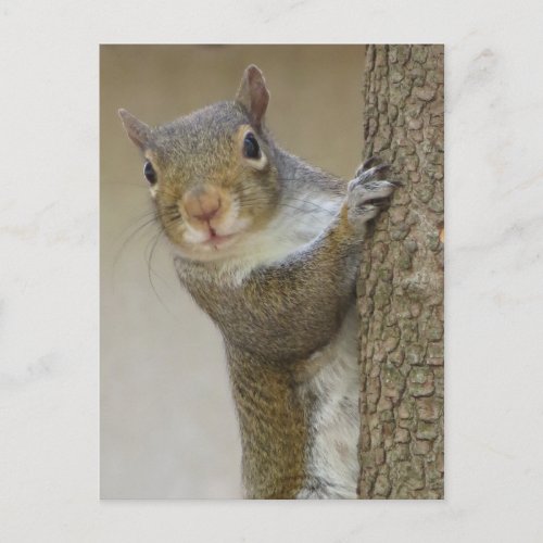 Gazing Squirrel Postcard