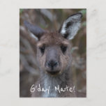 G'Day Mate Kangaroo Australia Postcard