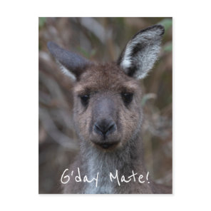 G'Day Mate Kangaroo Australia Postcard