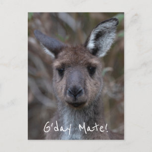 G'Day Mate Kangaroo Australia Postcard