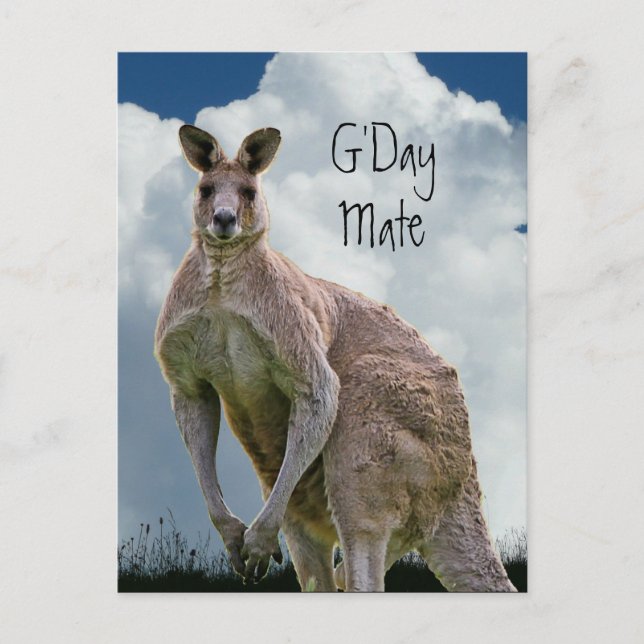 G'Day Mate Kangaroo Postcard (Front)