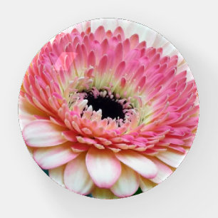 Gebera Daisy Round Paperweight