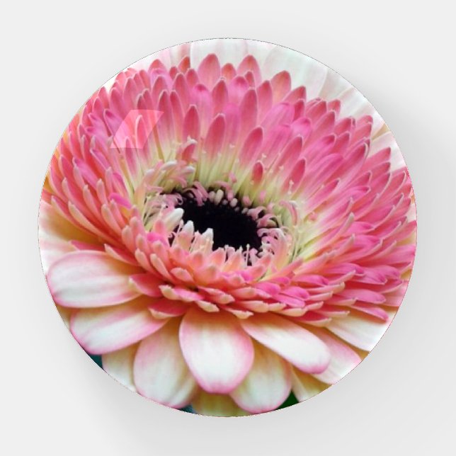 Gebera Daisy Round Paperweight (Front)