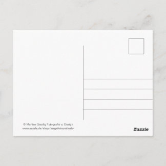 Geburtstags Schneckenpost Postcard